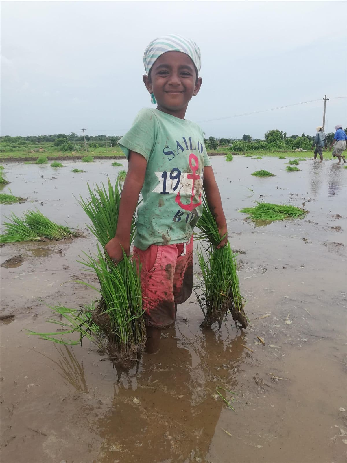 Nihan standing in a flooded paddy field holding rice saplings